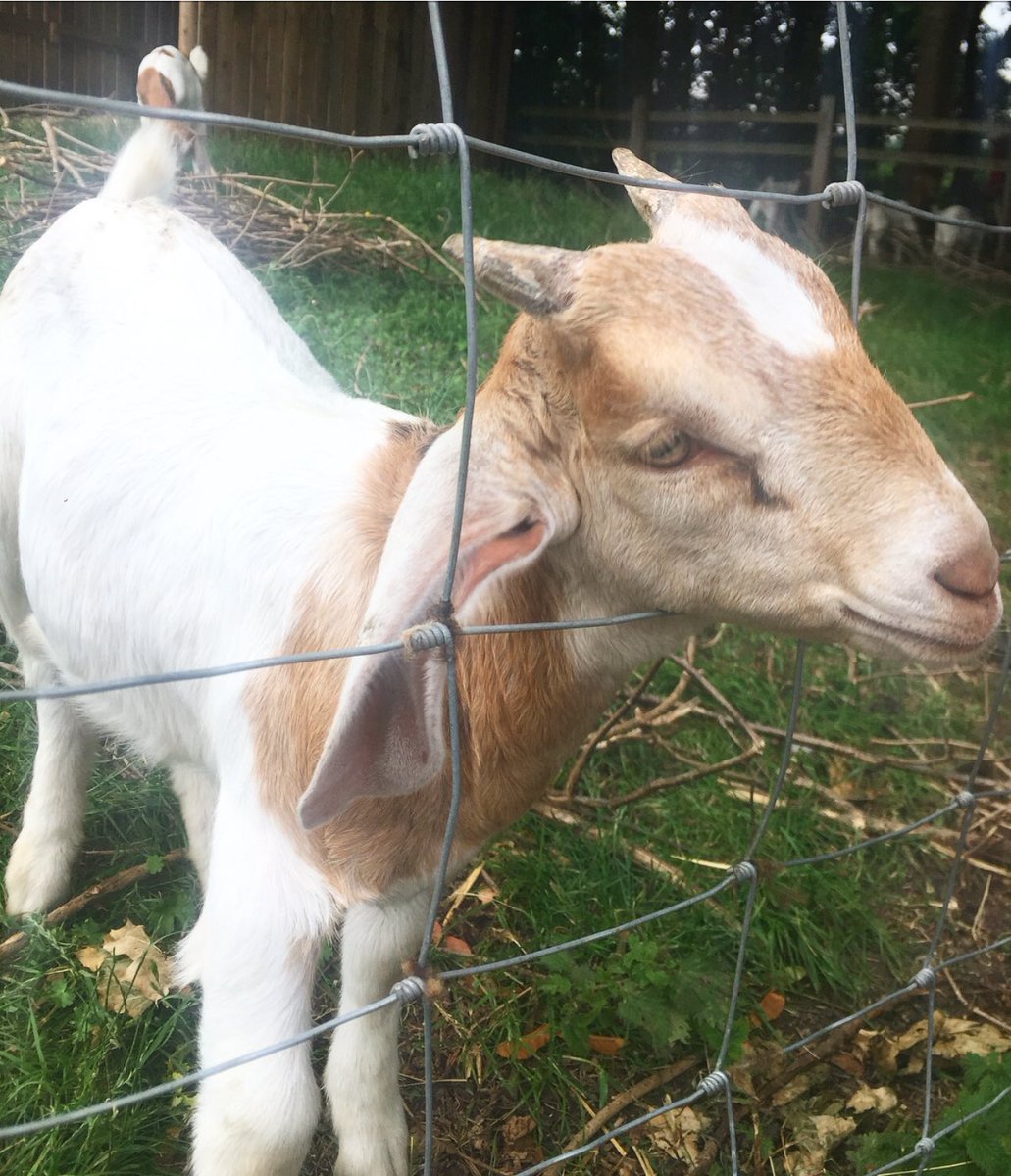 gabirowbottom's tweet photo. 🐐 #windmillhillcityfarm #billygoat #weekends #summer2018 https://t.co/hfRhsRApeJ