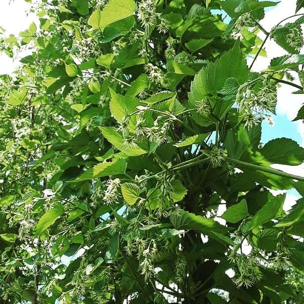 FLHops's tweet photo. We tried to write something. But this pic says it all.
#floridahops #floridabeer #flhops #flbeer #floridagrown #floridafarm #floridalife #lovefl #drinklocal #drinkfresh #drinkcraft #drinkflorida #homegrown #homebrew #freshbeer #beerme #hoppylife #hoppyb… https://t.co/Nr5g5CNMcz https://t.co/kwQmOAHY6W