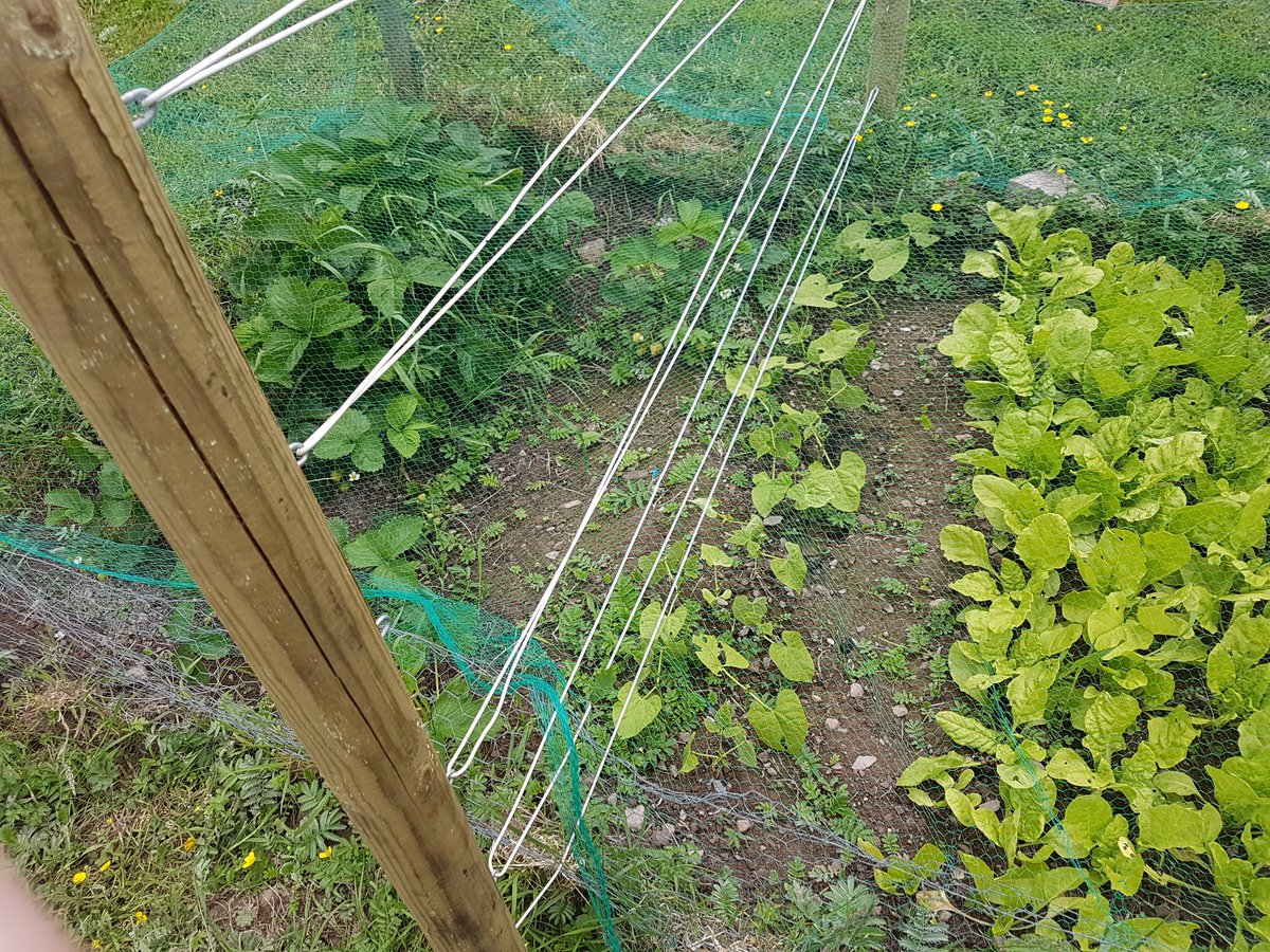 stephendukelow's tweet image. Beans planted last week. Slugs being a pain in the ass as usual! Keeping the surounding grass short to help. Will mulch it when I have more organic matter. Recycled washing line for support. #giy #nodig