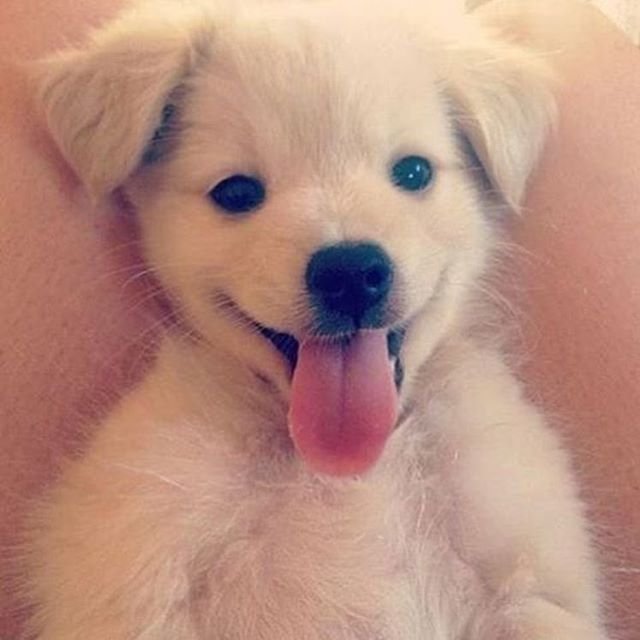fuzzymugzapp's tweet photo. Good morning Everyone! β€οΈ How you doing? π
β’
β’
β’
β’
β’
#puppylove #puppies #dogoftheday #ilovemydog #doglover #pup #pets #adorable #puppyoftheday #weeklyfluff #bestwoof #frenchbulldog #bulldog #frenchie #animals #lovedogs #animal #doggy #dog_features #fuzzymugz https://t.co/PQx0lqr9py