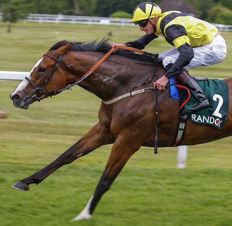 wickhamwicks's tweet image. Well done to connections of Haddaf winner in the first @Sandownpark of a Listed race. Hillwood Stud prepped &amp;amp; consigned to @Tattersalls1766 #multiplewinner #Salesarejustaroundthecorner!