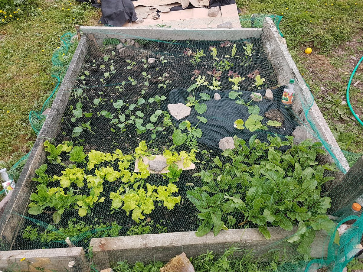 stephendukelow's tweet image. More recent pic of the nodig bed. Broccoli, lettuce, rocket, zucchini, beetroot and carrots. Now feck off slugs! #slugs #nodig #organic  #vegie