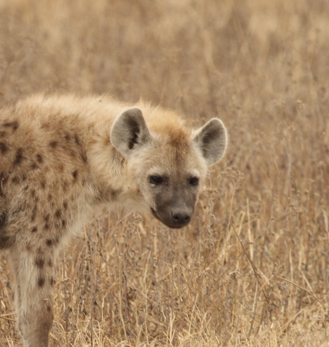 HyenaProject's tweet image. ‘Chozi’ means ‘teardrop’ in Swahili. The name fits, because of a small raised patch of fur that Chozi has had below her right eye her entire life. Makes her easy to recognize!