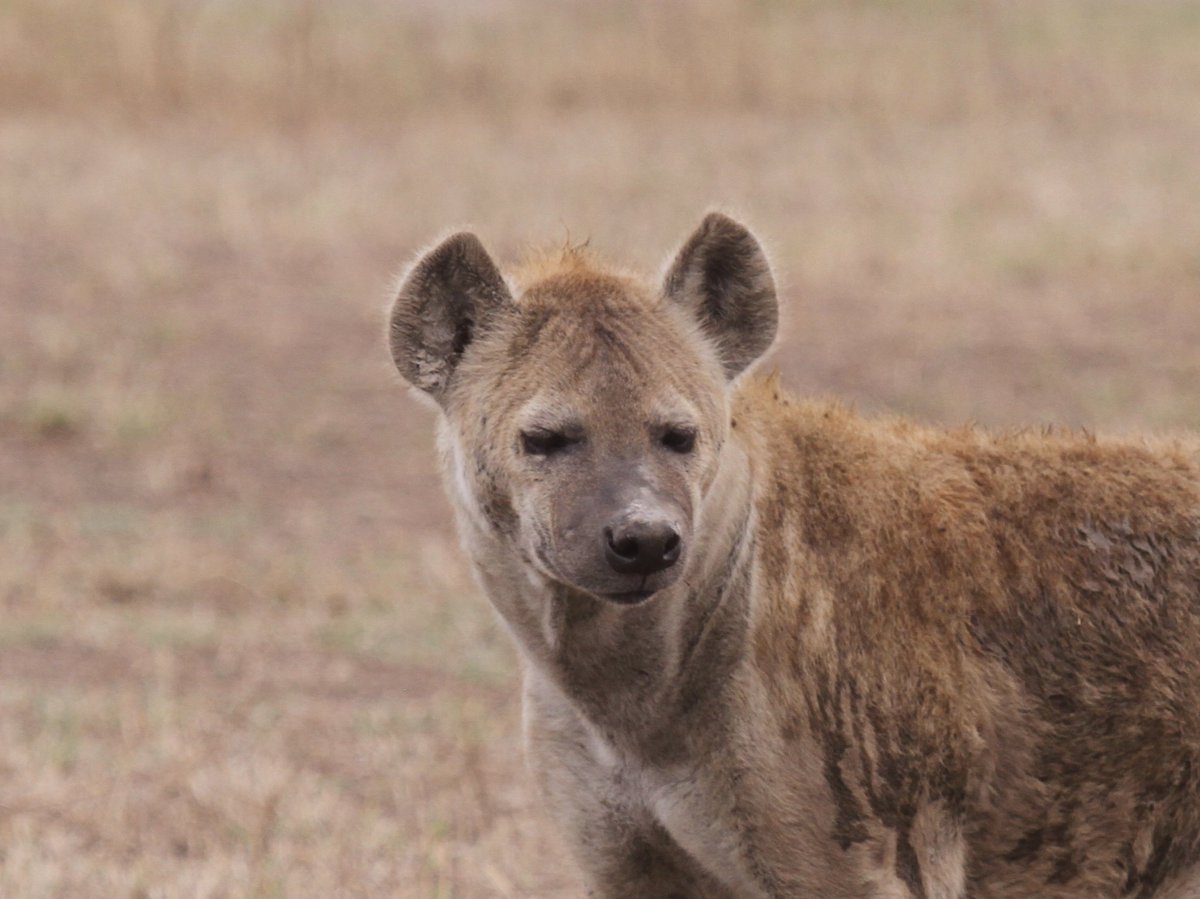 HyenaProject's tweet image. ‘Chozi’ means ‘teardrop’ in Swahili. The name fits, because of a small raised patch of fur that Chozi has had below her right eye her entire life. Makes her easy to recognize!