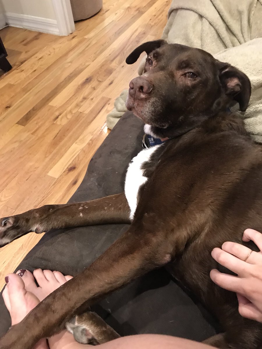 AlaynahTbridge's tweet photo. Why do belly scratches = stink eye? This seems like the wrong reaction. Kids these days, so ungrateful. https://t.co/BBhTj53uGm