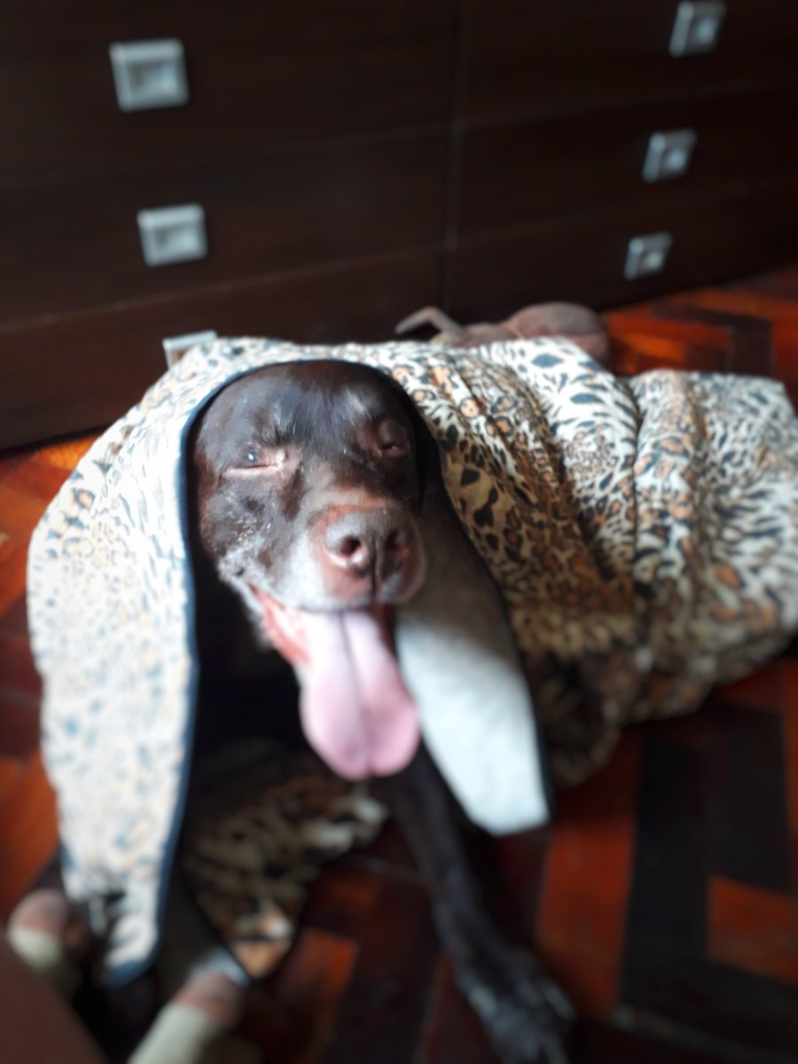 igortitillo's tweet photo. Cansei de ser cachorro, agora eu sou uma onça! 🐶🐆
Scooby Doo camuflado...
#ig_bass #bassist #lumberbeard #barba #beard #lenhador #viking #cachorro #dog #labrador #brownlab #chocolatelab #doglovers #lablovers #amorde4patas #família #family #amor #love
.
#Siga_o_Sentido! https://t.co/bIKDpiGxoa
