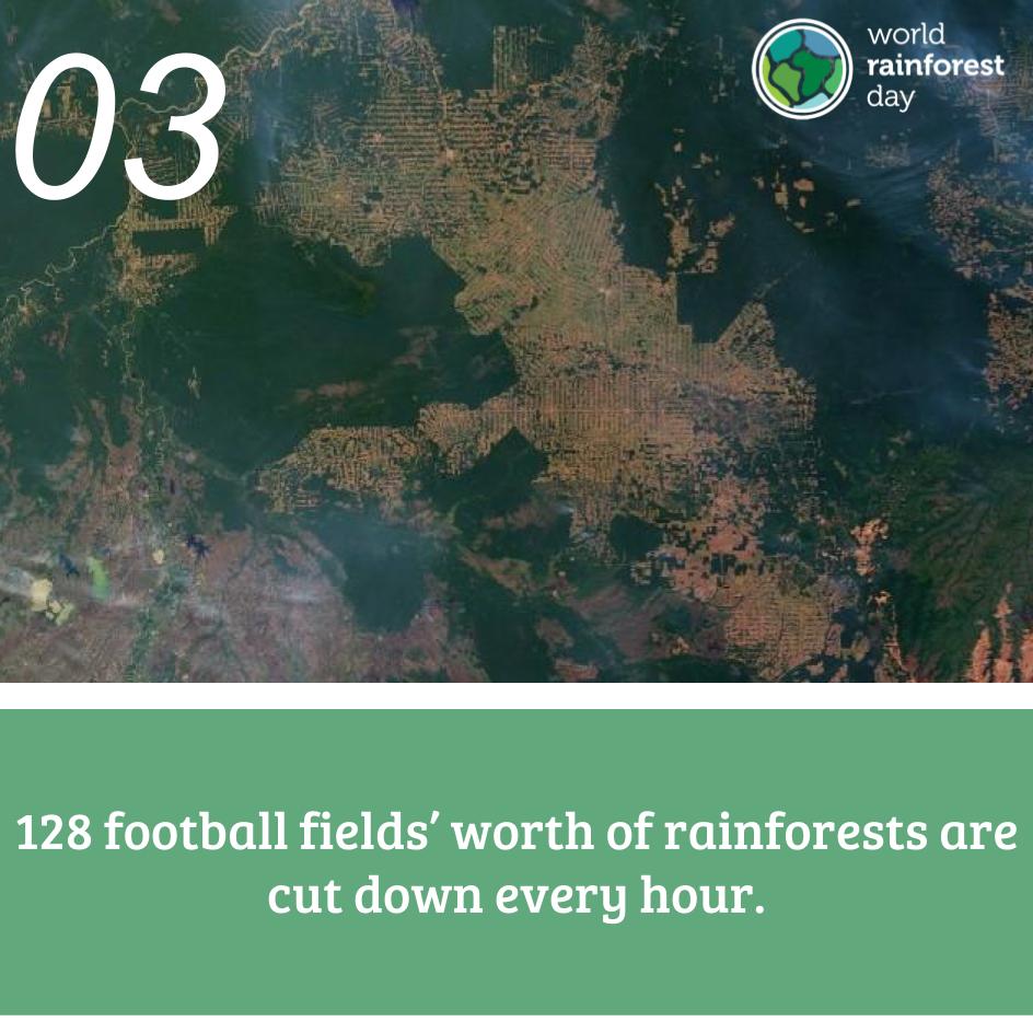 Every action you take counts. By purchasing certified products you can help reduce the amount of rainforests being illegally cut down. Next time you're shopping look for the Rainforest Alliance frog or the RSPO logo and know you're helping play a part in rainforest conservation!
