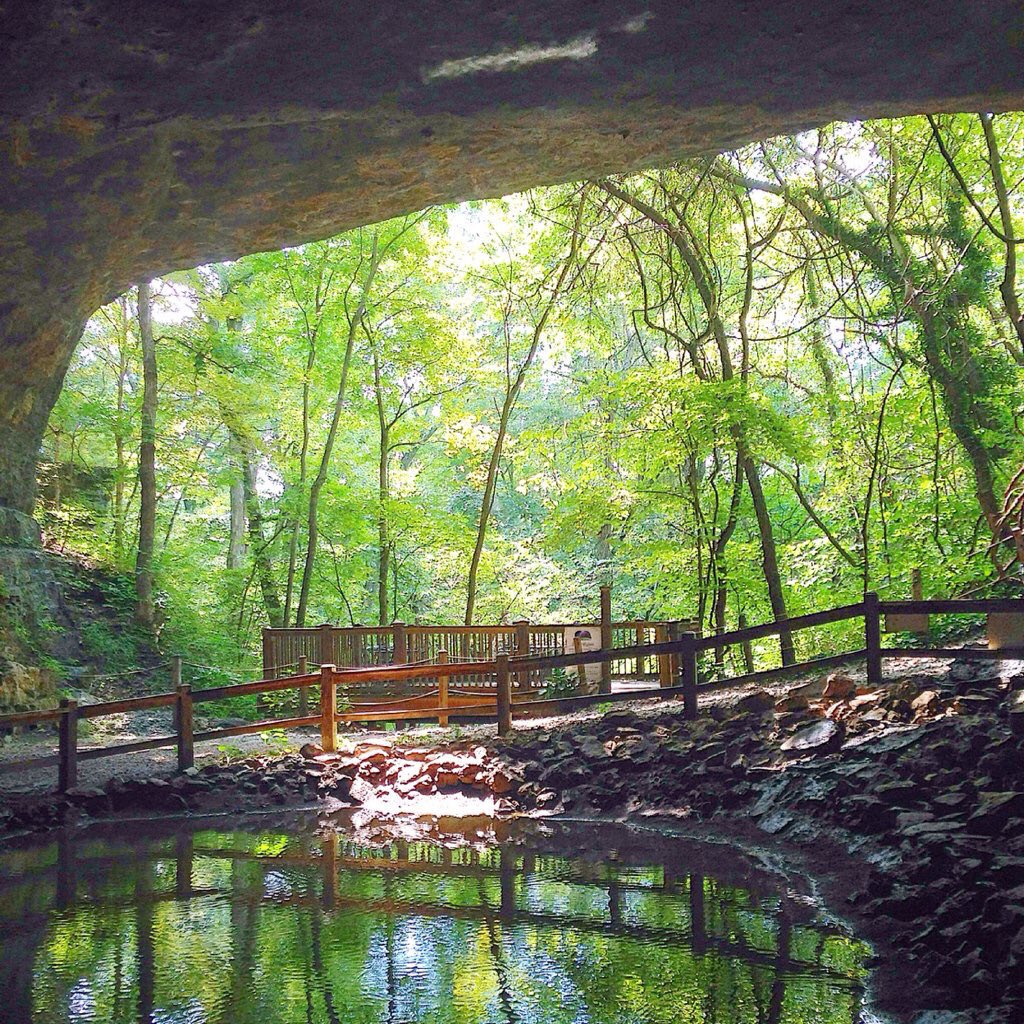 Gus Gus Fun Bus tweet media