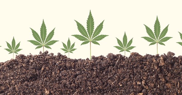 Can Hemp Clean Up the Earth?