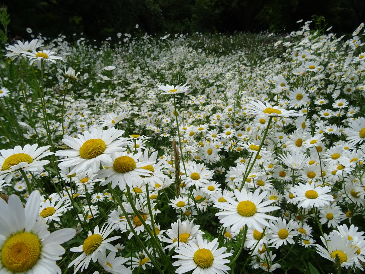 Daisy 🎶 Daisy 🎵 give me your answer do 🎼🤩😳 Beautiful daisies at <a href="/HidcoteNT/">Hidcote</a> <a href="/nationaltrust/">National Trust</a> #ntmidlands