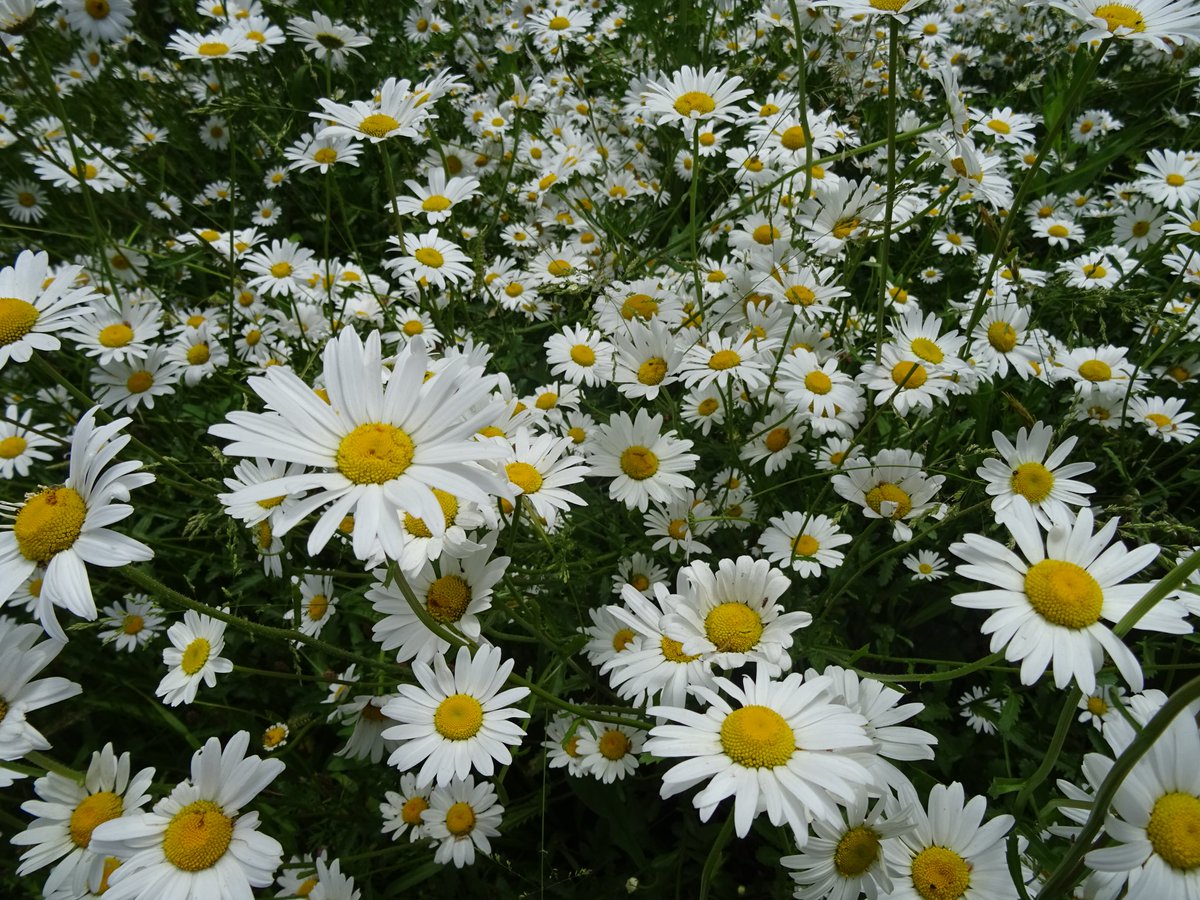 smk1951's tweet photo. Daisy 🎶 Daisy 🎵 give me your answer do 🎼🤩😳 Beautiful daisies at @HidcoteNT @nationaltrust #ntmidlands https://t.co/VWflrOUHuz