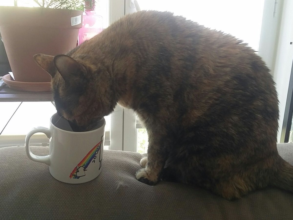 KaonChan's tweet photo. Me van llegando imágenes de las tazas con sus dueños.  Parece que la peluda Candy le ha molado el nuevo juguete.  Esperemos que no lo rompa jaja @Kitidin https://t.co/xarkzdb1xG