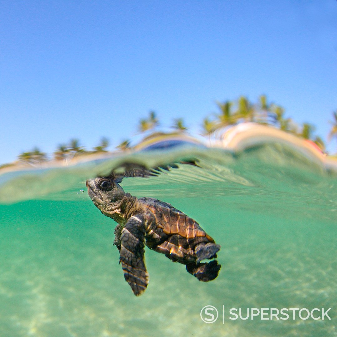 SuperStock's tweet photo. Happy #WorldSeaTurtle Day from our finned friends! #seaturtlesmate #seaturtles #seaturtleselfie #seaturtle #seaturtleday ๐ขImage Number: 4094R-20670943 https://t.co/8O8BGqMNg3 https://t.co/aBKH8AZPpY