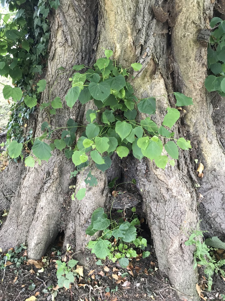 OakbankWoodland's tweet photo. Out for lunch today and spotted this straight away on arrival to venue car park - Ganoderma sp. a significant wood decay fungus and something that needs to be managed to prevent and untimely collapse. #treehazard #treemanagement https://t.co/N9iCDPKBDD