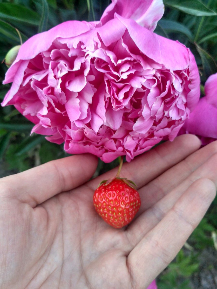 WhiteAurum's tweet photo. 🍓🌸 (@ Дача Старосиверская) https://t.co/eWJUVf3N0C https://t.co/JdpahlFYfw