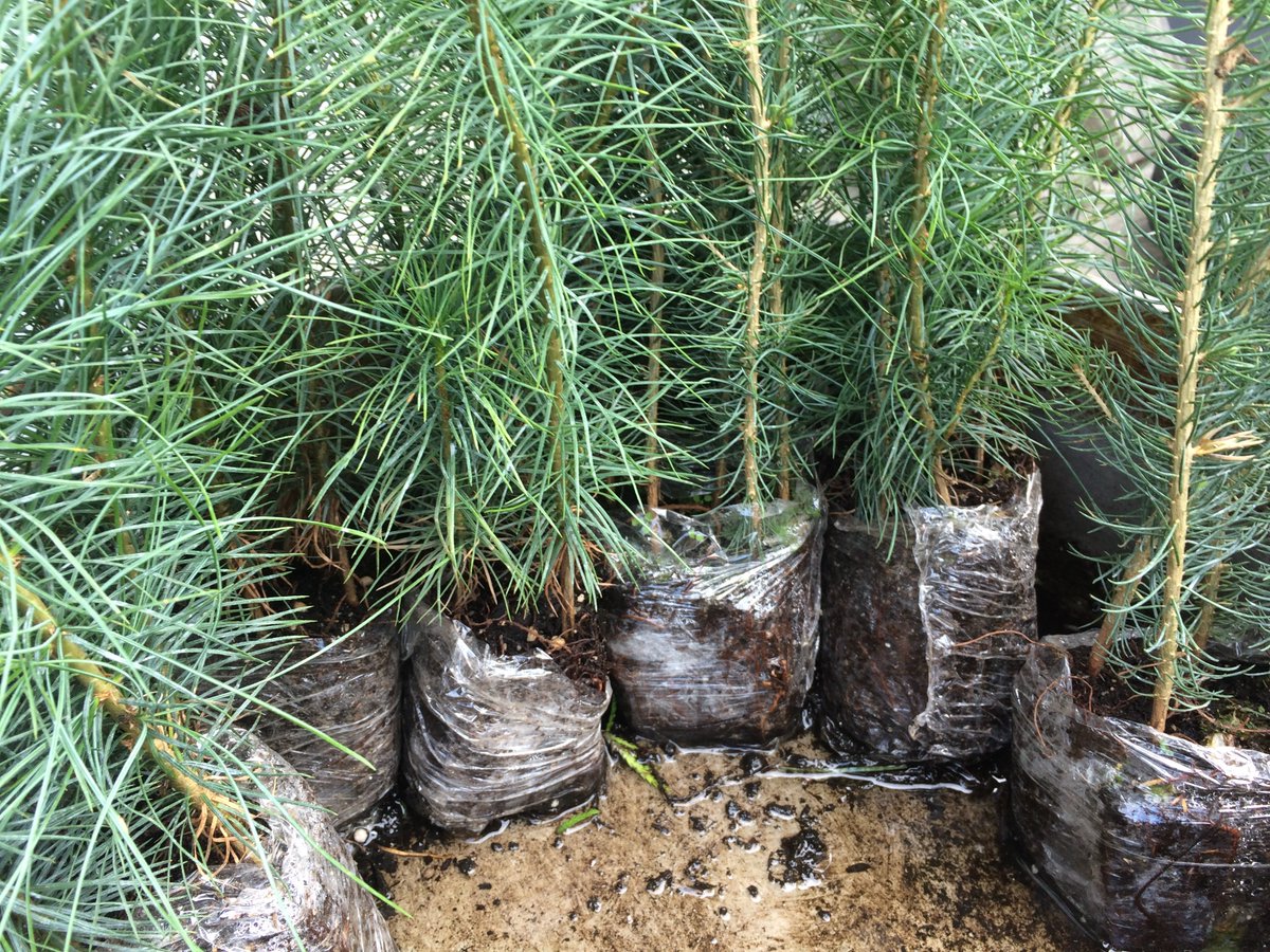 Peter_Ormond's tweet image. #Free Evergreen #Tree Plugs in #HamOnt while quantities last.  56 Ferrie Street West. #payitforward @TheSpec @CBCHamilton  Send note via Facebook: facebook.com/peterormandgre… @ELBurlington