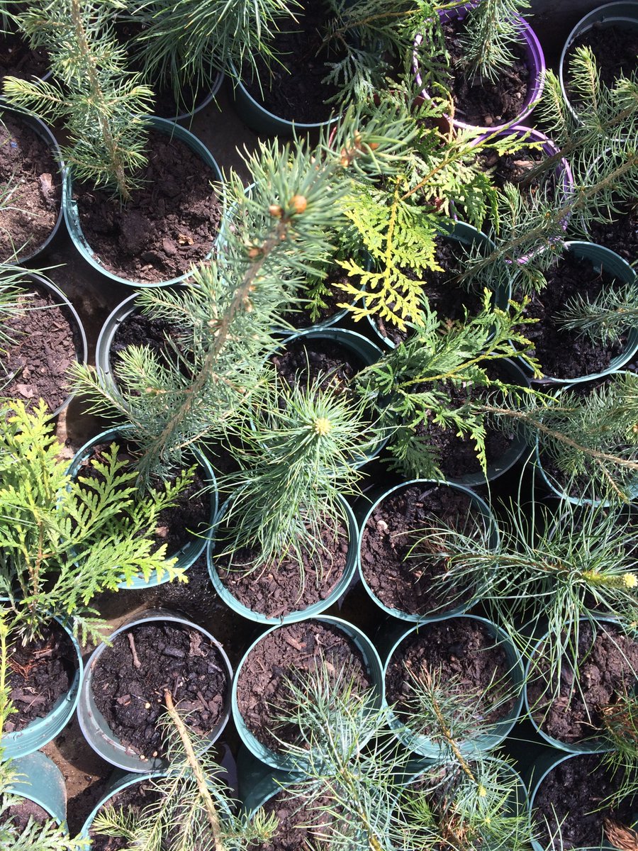 Peter_Ormond's tweet image. #Free Evergreen #Tree Plugs in #HamOnt while quantities last.  56 Ferrie Street West. #payitforward @TheSpec @CBCHamilton  Send note via Facebook: facebook.com/peterormandgre… @ELBurlington