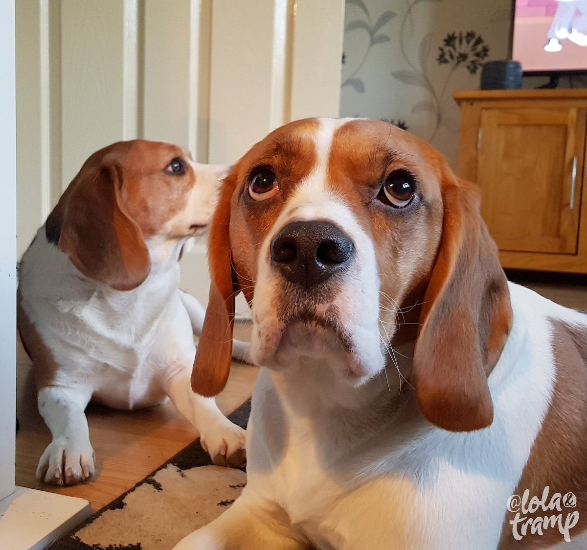 TrampLolaBeagle's tweet image. Are you sure you cannot stop the rain hoomie, we thought it was summer 🤔🤔😯😯🤣🤣😜😜💕💕
#beagles #rainProblems
