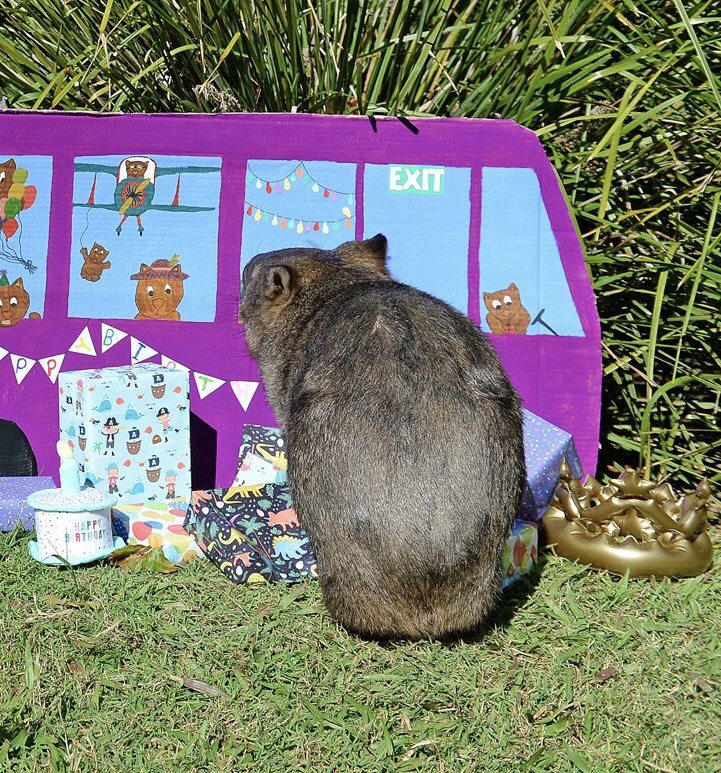 Australia Zoo on Twitter "Minibus the wombat checking out her birthday