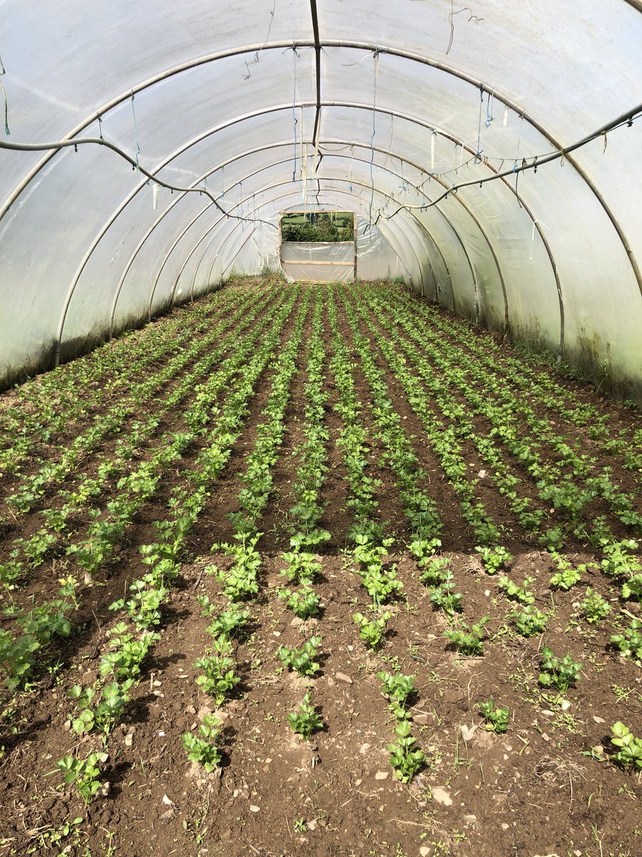 ReallyPro's tweet image. So we met the amazing growers and those in the edible know @CMorganics in Carmarthenshire. All foodies and food business owners check these guys out they know their onions.... and salads and pretty much everything #amazingveg #Carmarthenshire #organicfood #BuyLocal #organic