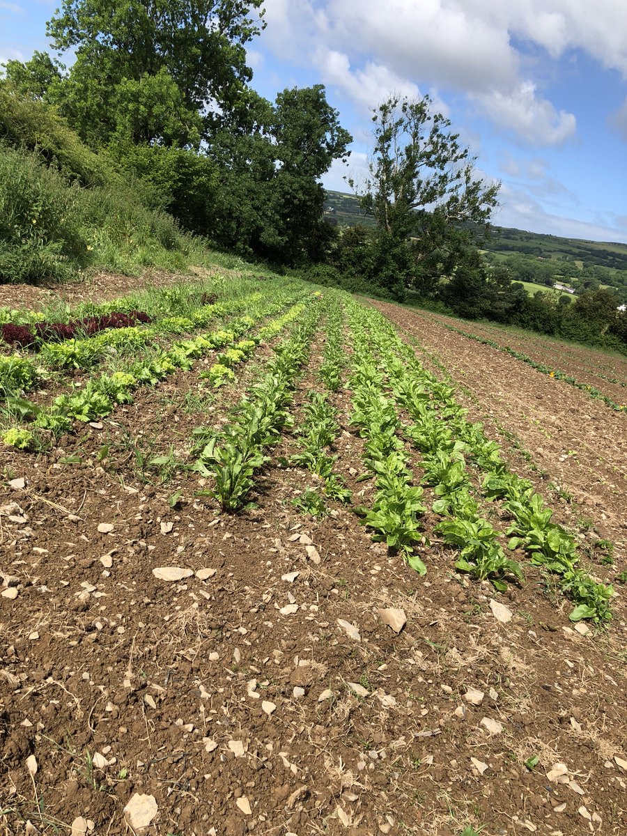 ReallyPro's tweet image. So we met the amazing growers and those in the edible know @CMorganics in Carmarthenshire. All foodies and food business owners check these guys out they know their onions.... and salads and pretty much everything #amazingveg #Carmarthenshire #organicfood #BuyLocal #organic