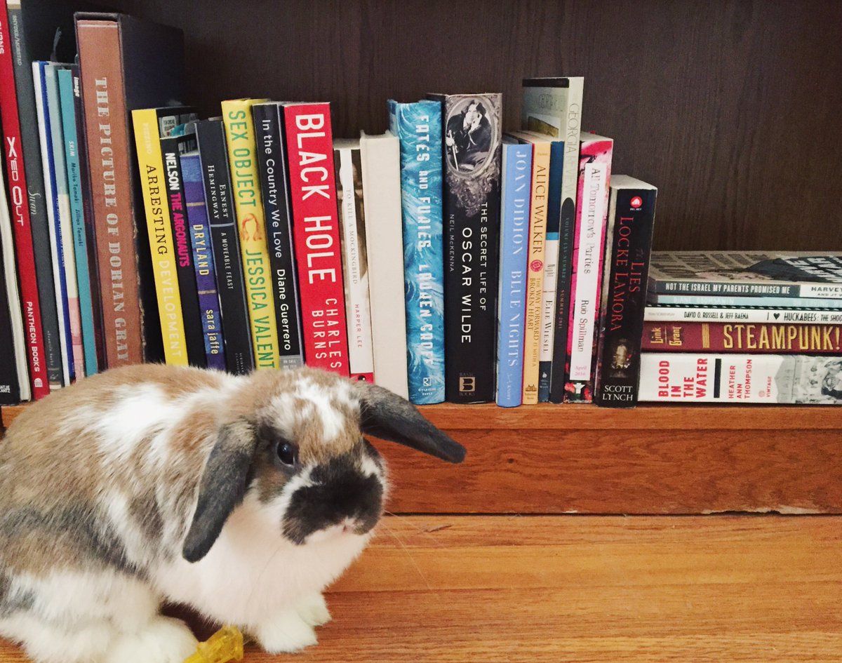 AvidBookshop's tweet photo. Say hello to Daenerys Stormbun Targhareyen! #petsofavid #independentbookstore #athensga #readwithme #readmore #reading #read #bookselves #bookrec #booklove #bookworm #bookish #booklover #bookreview #indiesfirst #shoplocal #bookstore #bookshop #bookstoretourism https://t.co/JY5y4sKMld