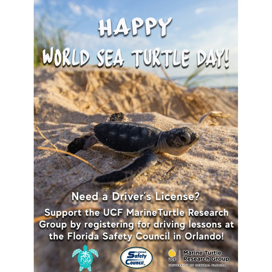 UCFSciences's tweet image. For every student who comes in for a driving lesson the Florida Safety Council will donate $1 to @UCFTurtleLab . The students will also receive a free sea turtle bracelet. Only valid in Orlando.   FloridaSafetySouncil.org #FSCSavesSeaTurtles #FSCDriverEd #UCFTurtleLab