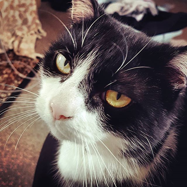 WeekendGardene2's tweet photo. Just won't leave me be today #CuteCats https://t.co/69gbpSHt2k https://t.co/SkSRZlkT3H