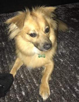 MissingPetsGB's tweet photo. ๐ถ Still #MISSING 15/6/18:
๐ฅROCCO
He may have been clipped by car at the time โ
Male Chihuahua X
Sandwell Rd,ย
#Handsworth,ย
#Birmingham,
#B21
Adult.
Tan.
Snappy if Scared
Please call โ 07958 004772 if any sign of him!
https://t.co/vAAEgGaUEE https://t.co/1W8Jqnl06I
