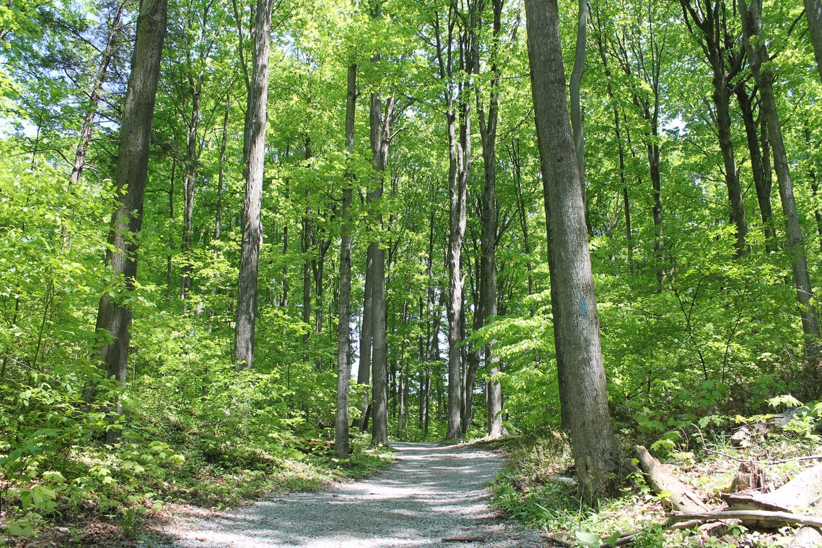 TRCAparks's tweet photo. Get out and enjoy a #hike! Hiking has a great impact on your mind. #nature #ExploreGTA https://t.co/v78Zt8kn9t