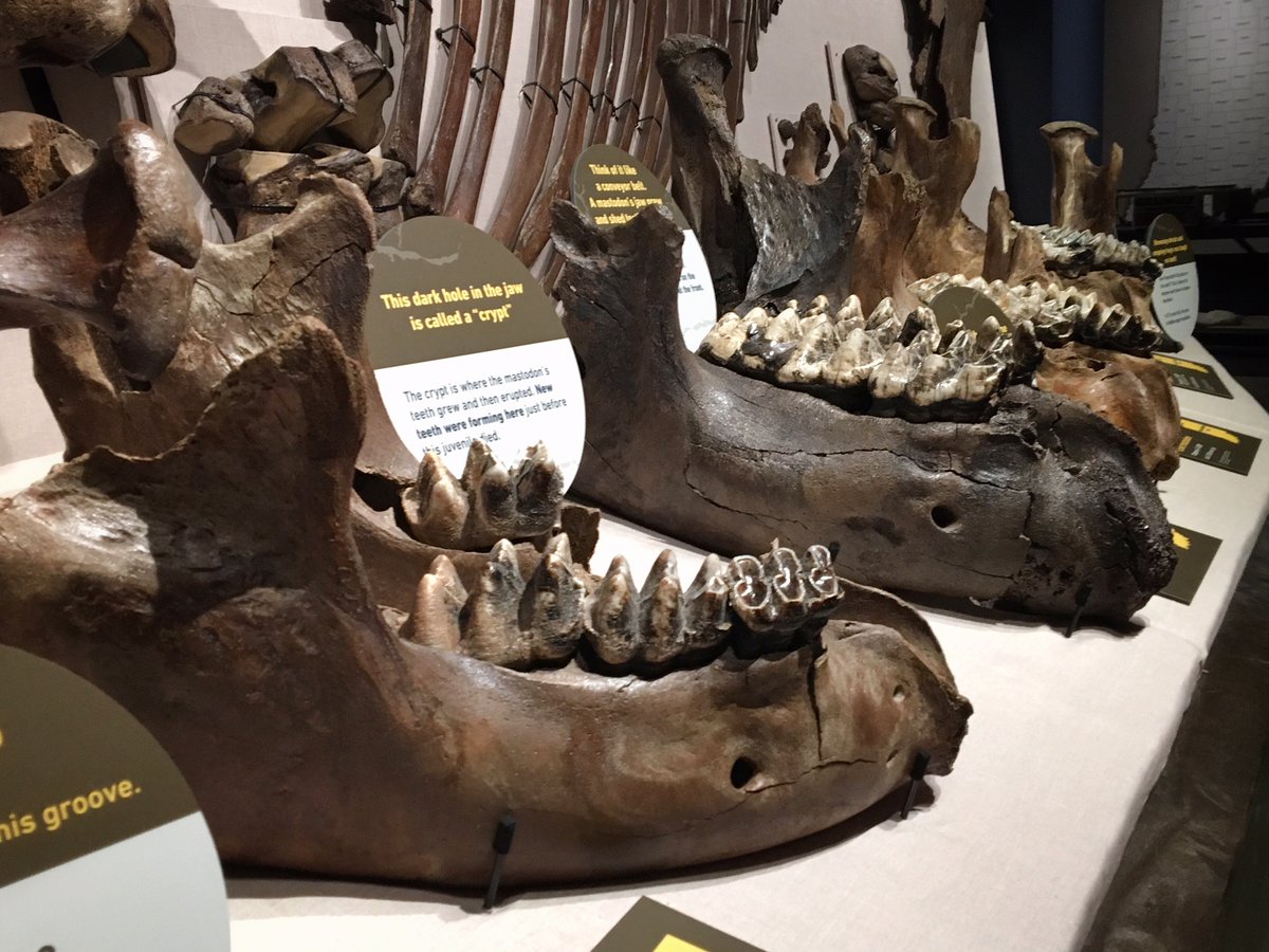 WhiteRiverStPrk's tweet photo. BIG things are happening at the @IndianaMuseum! Discover Indiana's Ice Age giants, hear how mastodon calls may have sounded millions of year ago, and touch the tooth of a saber tooth cat. https://t.co/OSBpdsqCfS #FrozenReign #IceAge https://t.co/Y60q0ztxFt