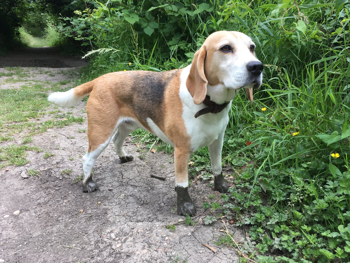 beagle boots