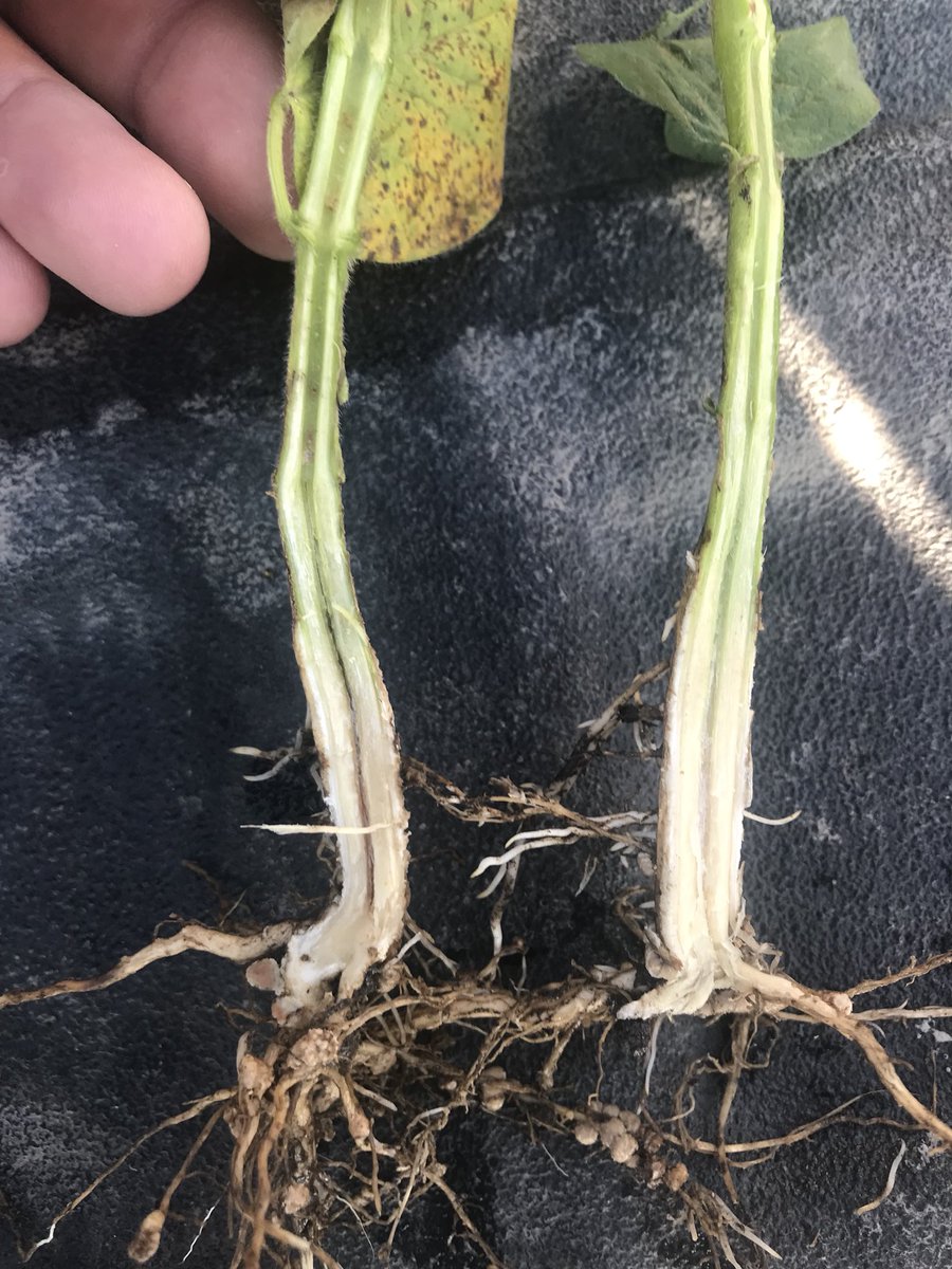 MeeceUPAgronomy's tweet photo. Morning observations look like some initial rhizoc in affected plants that are now suffering from Phytophera. Reduced nodulation on the unhealthy plants and discoloration once stems split especially around or right under soil surface. Waiting for lab confirmations now. https://t.co/sOXjzdPCzx