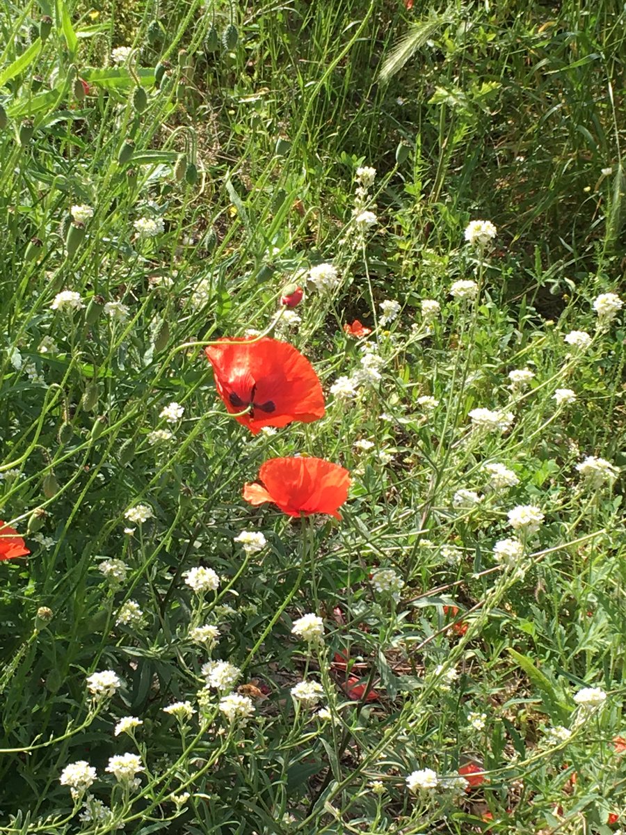 CAPA_Arthritis's tweet photo. As we walked to the RAI centre everyday for #EULAR2018 we went through a park with wildflowers (and of course many 🏍 bikes). Really enjoyed seeing the natural vegetation, bees, butterflies. https://t.co/HyNRsM2tHA