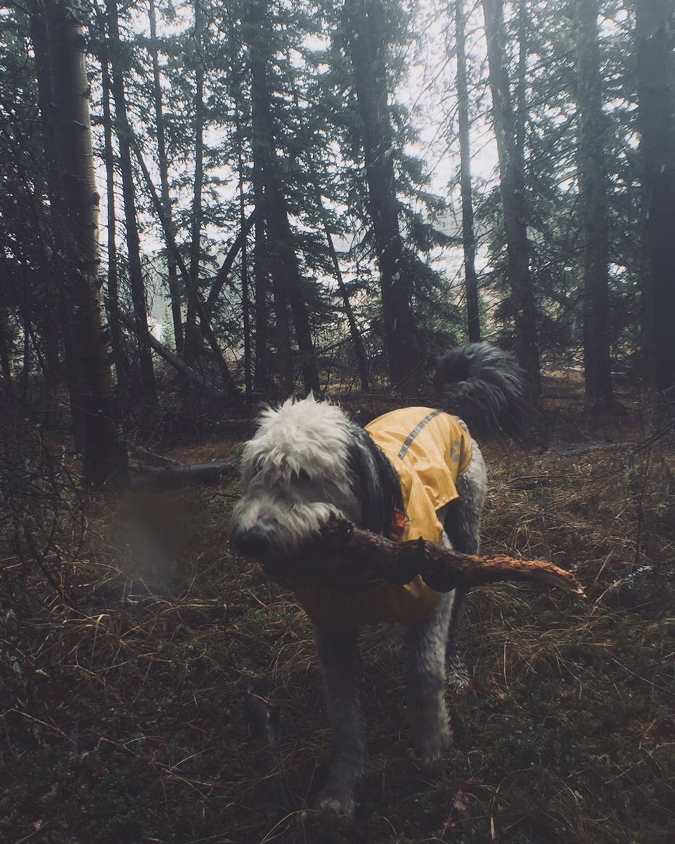 brotherslee's tweet image. #dog #puppy #cute #eyes #dogsitting #dogoftwitter #ilovemydog #dogoftheday #lovedogs #lovepuppies #healthy #Travel #Exploreoverland #exploring #Adventure #woods #photograph #photo #pic #picture #beautiful #beauty #lifestyle #perfect #followme #Earth #Hiking #spainportugal