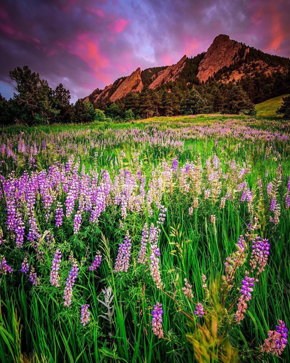 bouldercolorado's tweet image. Flatirons and wildflowers are a winning combination. 📷:  dirksenphoto via Instagram.