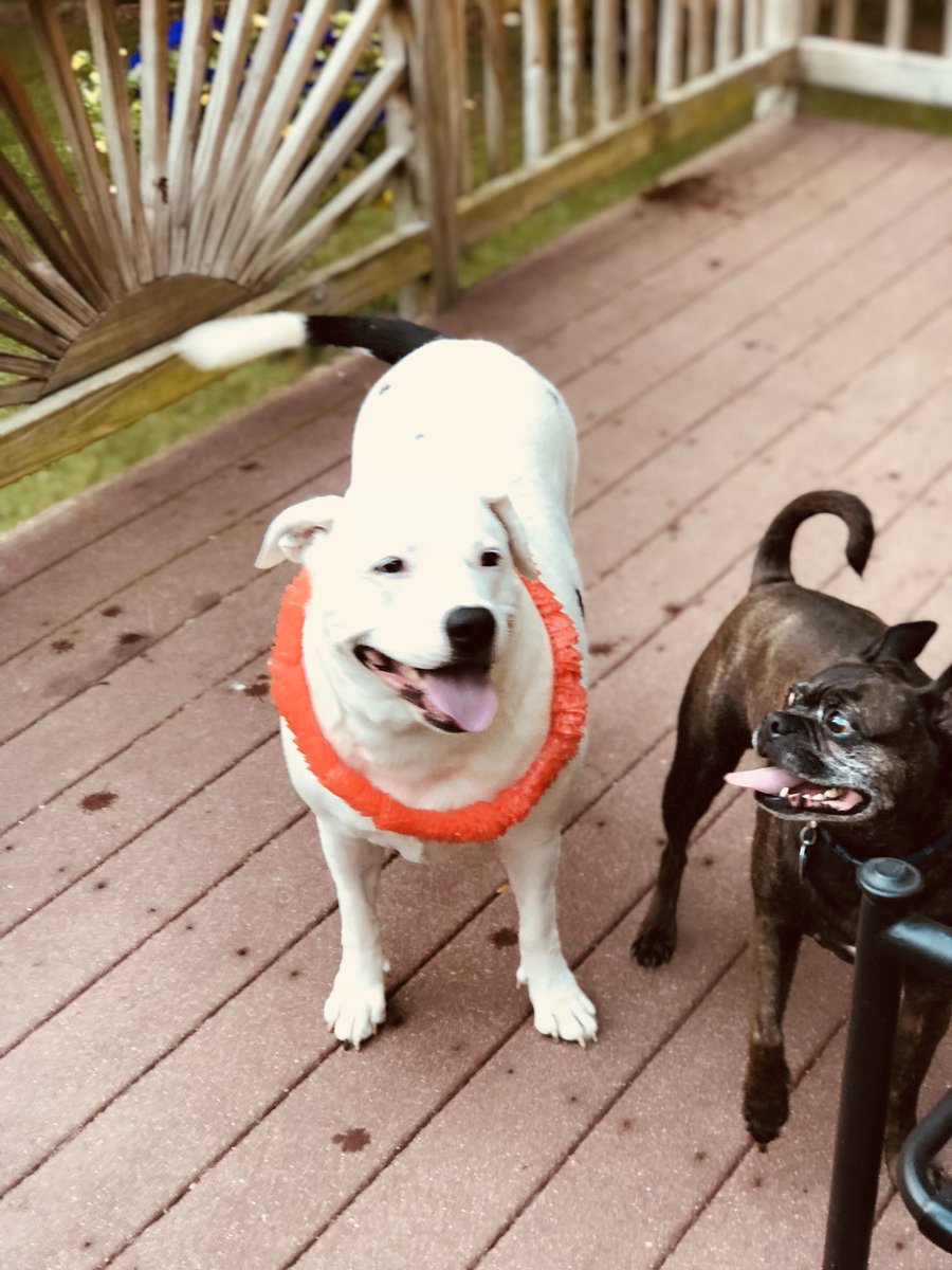 Raven was very happy to hear the children are home for the Summer. #RESCUE #DOGMOM #Dogsoftiwtter