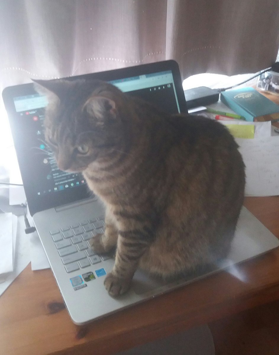 JonneTCE's tweet photo. #writersblock
#writerslife #cats #madison #catlovers #katten #petsitesunite #pets #laptops #laptoplifestyle #Caturday #neko #CatsOfTwitter #catoncomputer https://t.co/y8c8IxI6mR