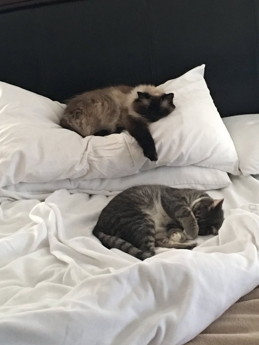 VGP Video Games Plus tweet media