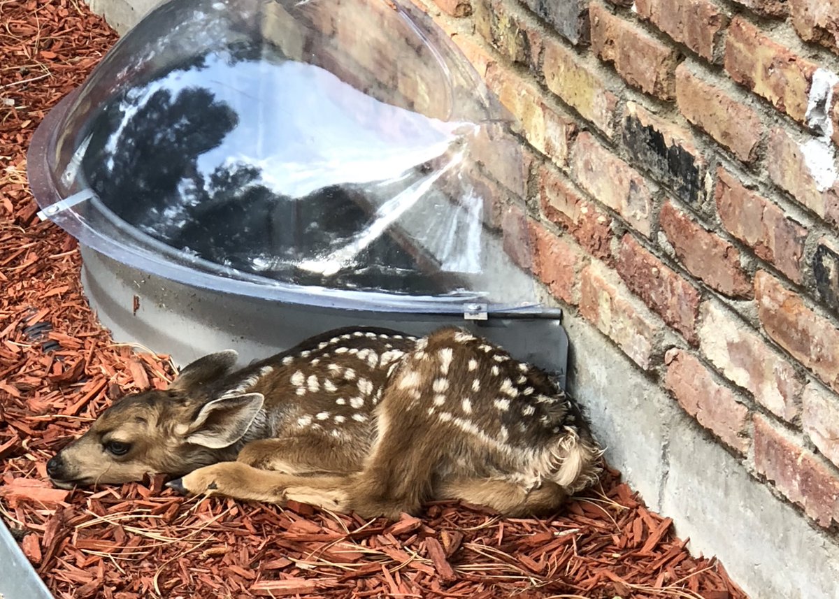 #nature <a href="/ThePinery/">The Pinery</a> Brody <a href="/brodyplaysxbox/">brody gaming</a> found this little guy sleeping in our yard this morning