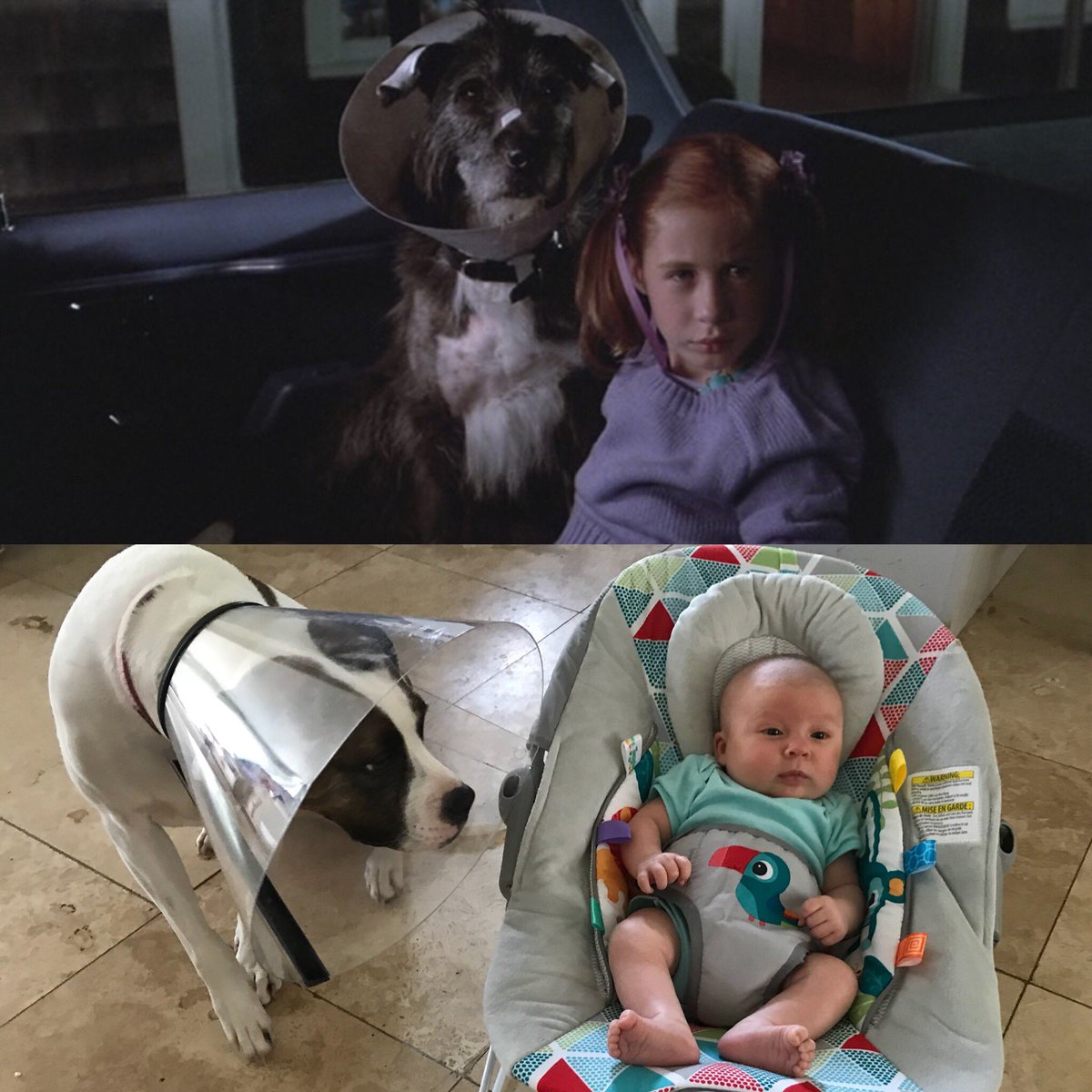 Sean_P_Doyle's tweet photo. Looks like this is going to be #OneCrazySummer #lifeimitatesart #lifeimitatingart #dogfrommars #coneofshame #boscothedog #Dollythepocketpit https://t.co/v7ZDoGJczp
