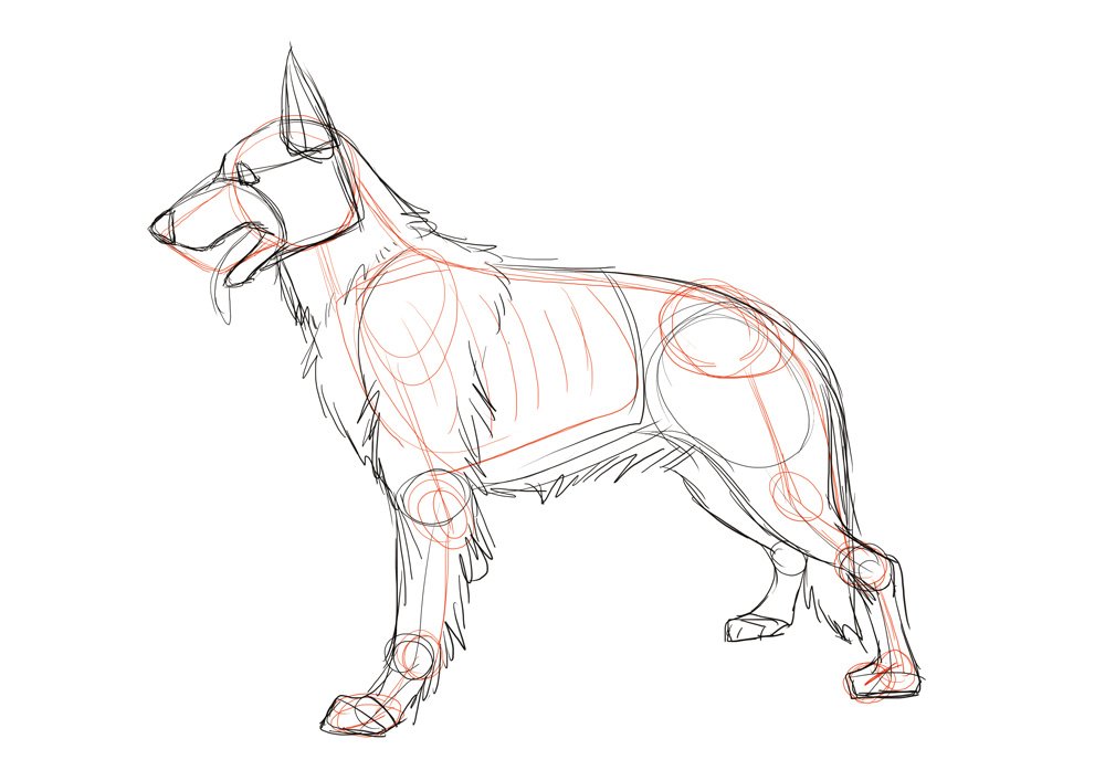 ট ইট র Manzemi Pod 犬の描き方 まずは リアル仕様のジャーマン シェパードの描き方 です リアルな絵は難しいと考えがちですが 実際の犬の頭の大きさや脚の長さ 胴体のバランスなど 忠実に再現すれば良いので その点はハードルが低いのです 難し