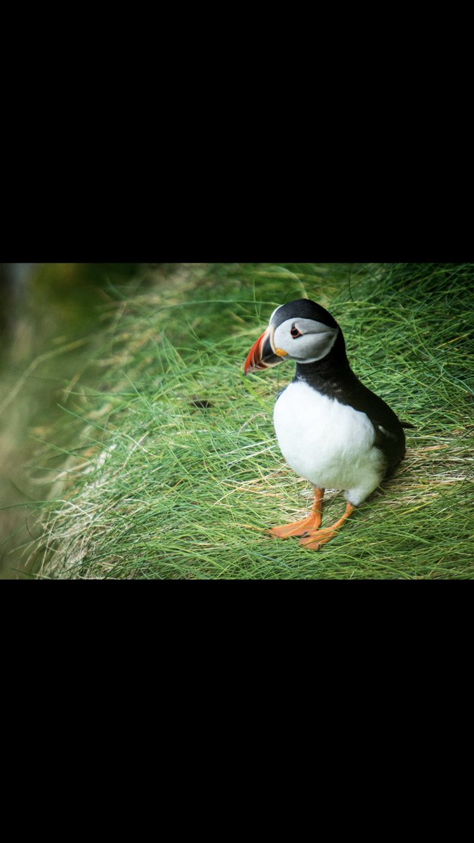 ferry_tory's tweet photo. Thank you to #wildatlanticphotography for this one https://t.co/P9JP9I9avq