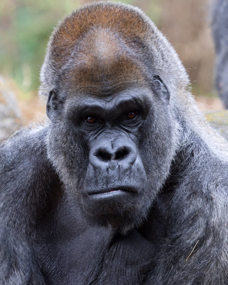 ZooATL's tweet photo. Because he’s such an incredible father, we celebrate Ozzie’s birthday every year on Father’s Day. Ozzie is 57 this year, which makes him not only the oldest male gorilla in the world, but also possibly the oldest male gorilla on record! #OnlyZooATL https://t.co/6MMYGnMSLr