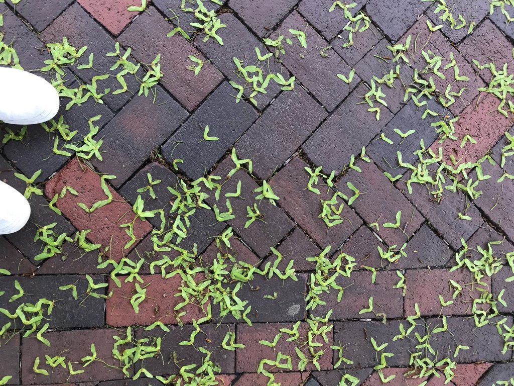 OneMrktSt's tweet photo. What are these called?

#onemarket #newburyport #summer2018 #northshore #merrimackriver #vacationhome #vacation2018 #vrbo #airbnb #newburyportchamber #BeautifulDestinations #wedding #summer2018 #beach #WeAreTravelGirls #midcentury #TravelDiary https://t.co/Bg5IhTxcN2