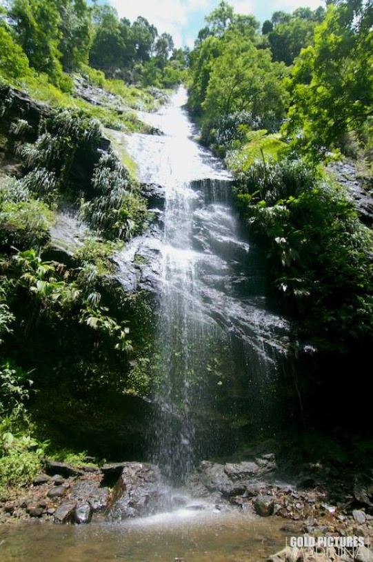 N°8: la rando de la cascade Couleuvre. Sur ce même itinéraire Prêcheur-Grand Rivière vous pourrez bifurquer vers le sentier de la cascade couleuvre, l'une des plus hautes de Martinique (130m de haut). Vous pourrez peut être même voir une Matoutou Falaise