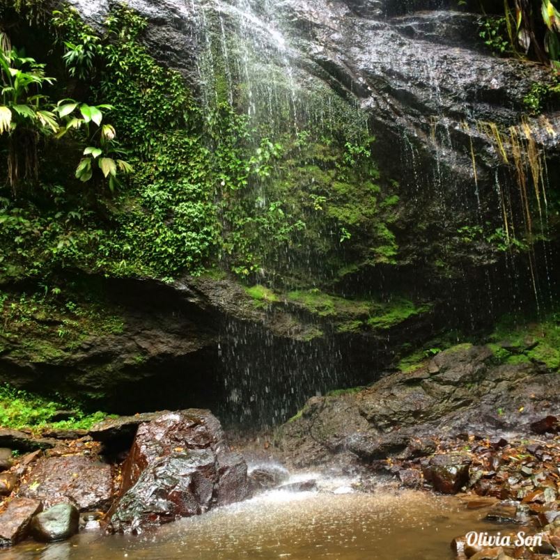 N°8: la rando de la cascade Couleuvre. Sur ce même itinéraire Prêcheur-Grand Rivière vous pourrez bifurquer vers le sentier de la cascade couleuvre, l'une des plus hautes de Martinique (130m de haut). Vous pourrez peut être même voir une Matoutou Falaise