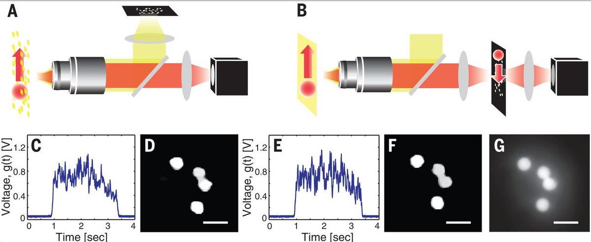 mmw_lmw's tweet photo. #GhostCytometry | #ImageFree Ultrafast "Imaging" | Cell_Sorting based on the Morphology of the Cytoplasm and SingleColor Fluorescence | Hiroyuki Noji @UTokyo_News_en https://t.co/k5L0Xa3Rk8 https://t.co/mUnRCT3rIv
