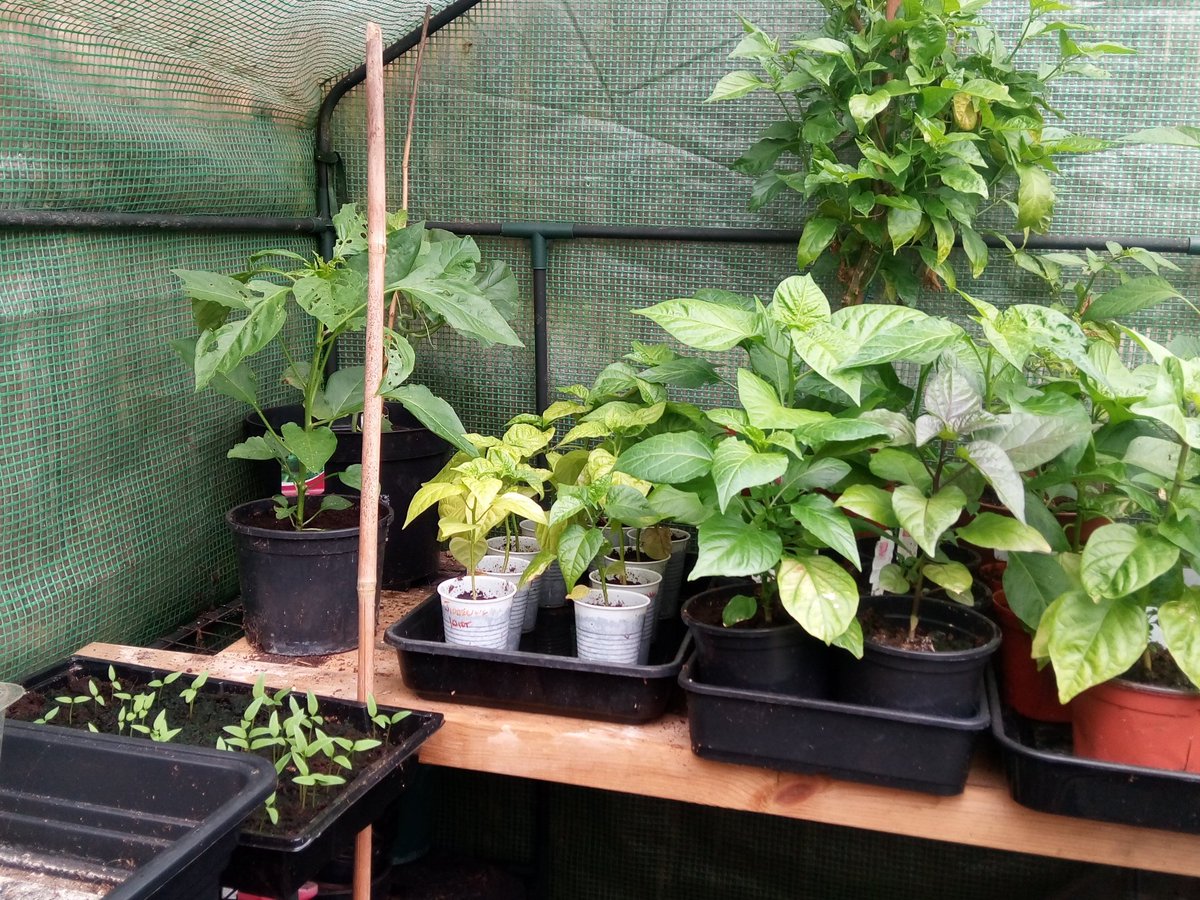 Chilli_Blog tweet picture