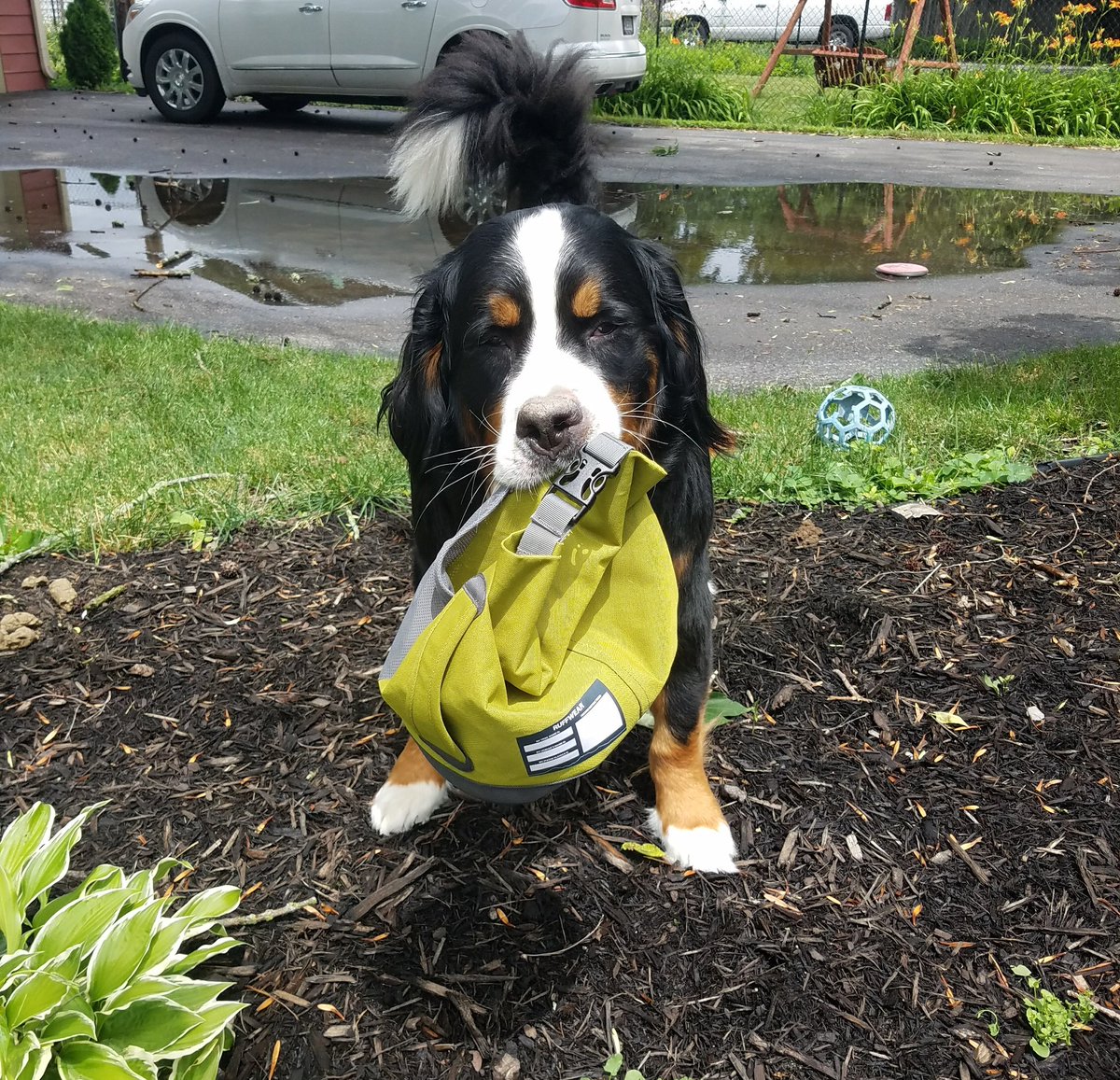 WaveNation's tweet photo. Friar's knees all healed and he's ready to go on a road trip with his kibble caddy! Look out, Franklin. https://t.co/byhuMp6jEa